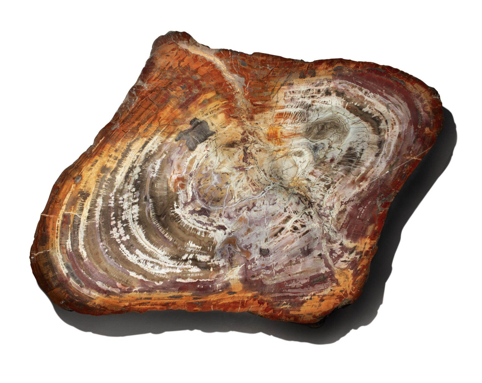 Petrified Wood (木化石)