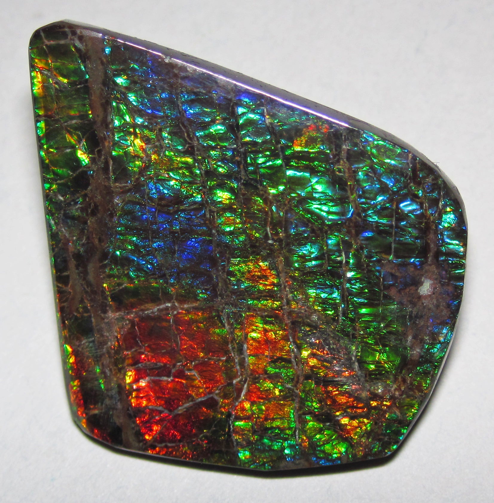 Ammolite (斑彩石)